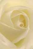 The heart of this exquisite cream-white rose seems to draw the viewer in, inviting you to imagine the sensation of its silken petals beneath your fingertips-soft, dewy, and almost luminescent in the gentle daylight typical of a calm Bexleyheath morning. Each petal unfurls with such precision, creating a spiral of ivory and pale gold that wraps around itself in a gesture of quiet strength and affection. Subtle shadows shade the innermost folds, giving the rose a mesmerizing depth and suggesting the artistry involved in its arrangement. The atmosphere conveyed is one of profound tranquility-the same peaceful energy found during a walk along Gravel Hill or shared in a thoughtful gesture for someone you cherish. With every detail, this rose becomes the perfect symbol for new beginnings, sympathy, or heartfelt admiration-its understated fragrance mingling with a sense of comfort and care. The expertise of Bexleyheath's local florists shines through, reflecting both the town's quiet elegance and the meaningful connections we nurture in our community.